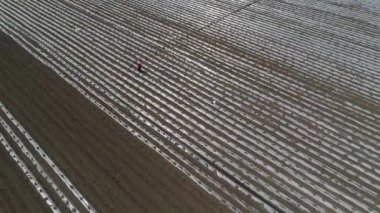 Çiftçiler taro yetiştirirken tarım makineleri kullanıyorlar, LUANNAN COUNTY, Hebei Eyaleti, Çin