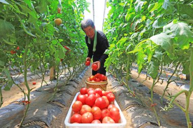 LUANNAN COUNTY, Çin - 21 Mayıs 2021: çiftçiler Kuzey Çin 'de bir çiftlikte domates hasat ediyorlar.