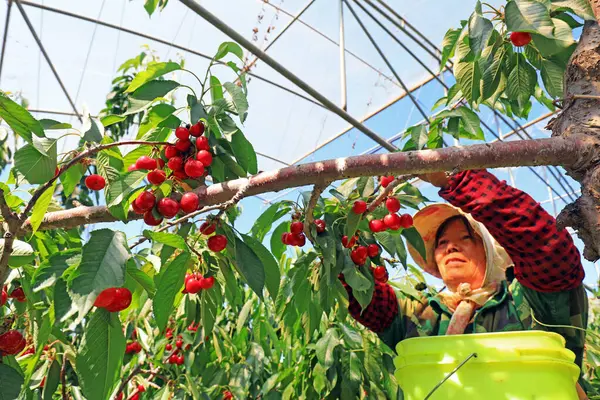 Stock image LUANNAN COUNTY, China - June 3, 2021: farmers harvest big cherries in orchards, North China