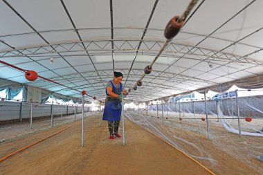 LUANNAN COUNTY, China - July 19, 2021: workers manually process crab nets at a fishing net processing plant, China clipart