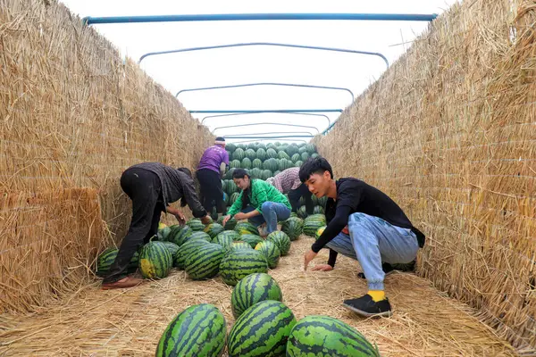 LUANNAN COUNTY, Çin - 29 Haziran 2021: Çiftçiler karpuz taşıyorlar tarlalarda, Çin
