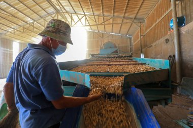 LUANNAN COUNTY, Çin - 17 Eylül 2021: çiftçiler Kuzey Çin 'de fıstık işlemek için tarım makineleri kullanıyorlar