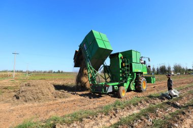 LUANNAN COUNTY, Çin - 22 Eylül 2021: Fıstık hasatçıları ezilmiş yerfıstığı bitkilerini boşaltıyorlar, Kuzey Chin