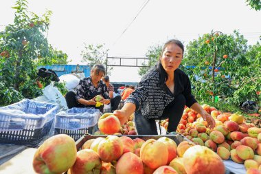 LUANNAN COUNTY, Çin - 23 Eylül 2021: çiftçiler Kuzey Çin 'deki bir çiftlikte meyve bahçelerinde olgun taze şeftalileri sınıflandırıyorlar.