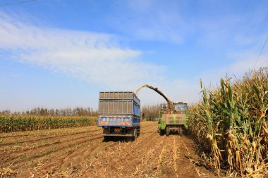LUANNAN COUNTY, Çin - 13 Ekim 2021: çiftçiler Kuzey Çin 'deki mısır yetiştirmek için kendi kendine çalışan yeşil yem hasatçılarını sürüyorlar