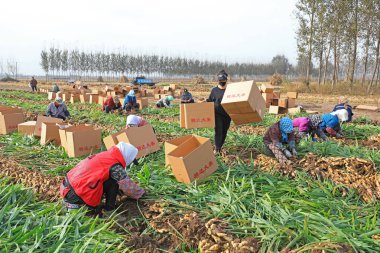 LUANNAN COUNTY, Çin - 15 Ekim 2021: Çiftçiler çiftlikte zencefil paketliyorlar, Kuzey Chin