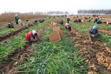 LUANNAN COUNTY, Çin - 15 Ekim 2021: Çiftçiler Kuzey Çin 'deki çiftlikte zencefil hasat ediyorlar