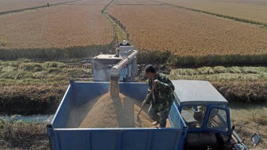 LUANNAN COUNTY, Çin - 21 Ekim 2021: hasatçılar Kuzey Çin 'deki tarlalara pirinç döküyorlar