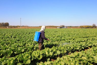 LUANNAN COUNTY, Çin - 22 Ekim 2021: çiftçiler Çin lahanasını tarlalara püskürttü, Kuzey Çin