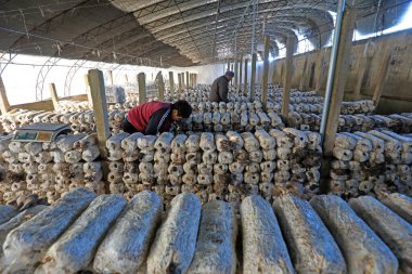LUANNAN COUNTY, Çin - 11 Kasım 2021: Çiftçiler Kuzey Çin 'deki serada yenilebilir mantar hasat ediyorlar