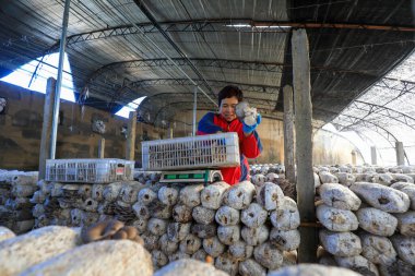 LUANNAN COUNTY, Çin - 13 Kasım 2021: çiftçiler Kuzey Çin 'deki seralarda yenilebilir mantar topluyorlar