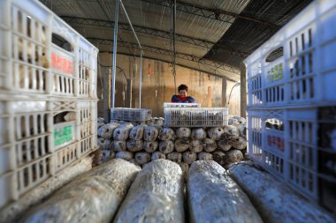LUANNAN COUNTY, Çin - 13 Kasım 2021: çiftçiler Kuzey Çin 'deki seralarda yenilebilir mantar topluyorlar