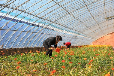 LUANNAN COUNTY, Çin - 23 Kasım 2021: çiftçiler Kuzey Çin 'deki bir serada taze Gerbera çiçekleri topluyor.