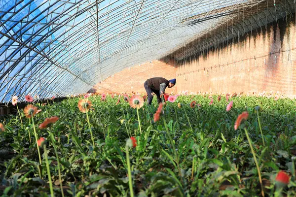 LUANNAN COUNTY, Çin - 23 Kasım 2021: Kuzey Çin 'deki bir serada çiftçiler Gerbera' ya bakıyor.