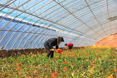 LUANNAN COUNTY, Çin - 23 Kasım 2021: çiftçiler Kuzey Çin 'deki bir serada taze Gerbera çiçekleri topluyor.