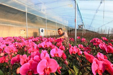 LUANNAN COUNTY, Çin - 28 Aralık 2021: Çiftçiler Kuzey Çin 'deki Phalaenopsis' in icabına bakıyorlar