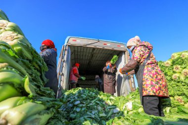 LUANNAN COUNTY, China - December 29, 2021: farmers take care of Chinese cabbage loading and outward transportation at a vegetable acquisition site in North China clipart