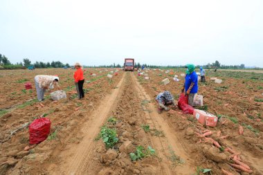 LUANNAN COUNTY, Çin - 22 Temmuz 2021: çiftçiler Kuzey Çin 'deki tarlalarda tatlı patates hasat ediyorlar