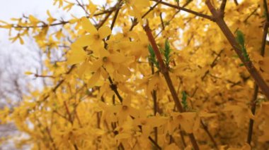 Güzel Forsythia çiçekleri parkta, Kuzey Çin