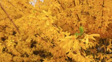 Güzel Forsythia çiçekleri parkta, Kuzey Çin