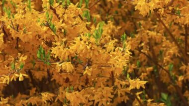 Parkta güzel çiçekler, Kuzey Çin