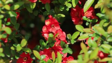 Güzel sopa saplı Begonya çiçekleri, yakın plan fotoğraf.