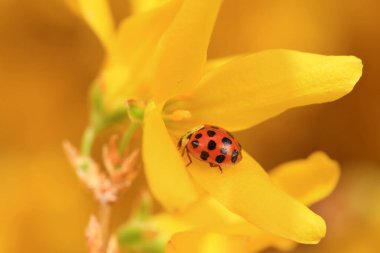 Harmonia axyridis, Kuzey Çin 'deki çiçeklerin polenini kavrıyor