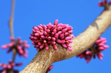 Bauhinia botanik bahçesinde çiçek açmış, Kuzey Çin