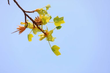 Botanik bahçesinde liriodendron çiçekleri, Kuzey Çin