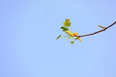 Botanik bahçesinde liriodendron çiçekleri, Kuzey Çin