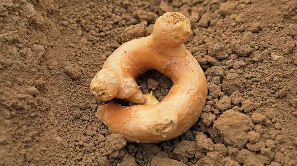 stock image Germinated ginger in the soil, in a plantation, North China