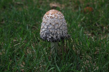 Çimlerde yabani mantar, Kuzey Çin