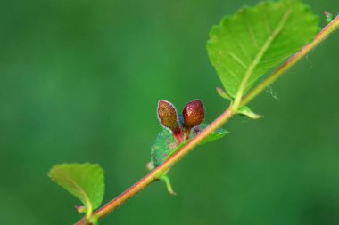 Karaağaç yaprakları üzerinde rüzgarlar doğada
