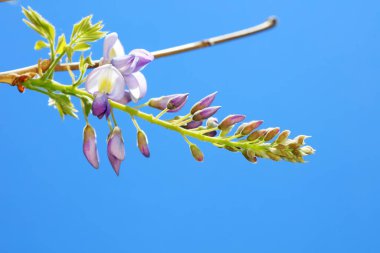 Wisteria flowers are in the botanical garden, North China clipart