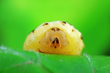 Lepidoptera larvaları vahşi doğada, Kuzey Çin