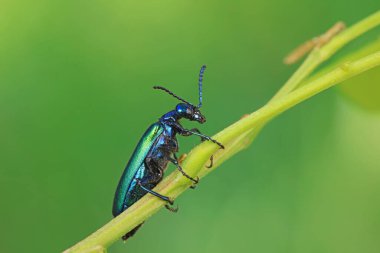 Kolaoptera böceği -- yeşil Daphne Genkwa, Kuzey Çin