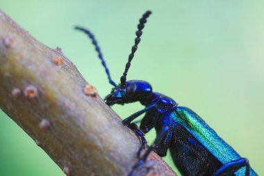 Kolaoptera böceği -- yeşil Daphne Genkwa, Kuzey Çin