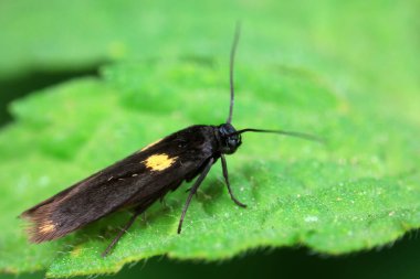 Lepidoptera böcekleri vahşi doğada, Kuzey Çin