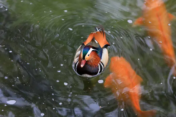 stock image Beautiful mandarin ducks and Koi on the water, Beihai Park, Beijing