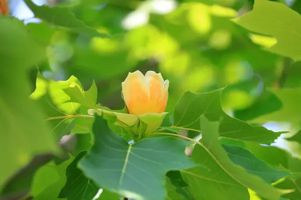 stock image Liriodendron flowers in a botanical garden, North China