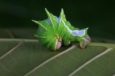 Lepidoptera larvaları vahşi doğada, Kuzey Çin