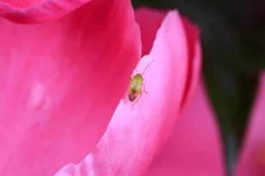 Vahşi doğada hemiptera böcekleri, Kuzey Çin