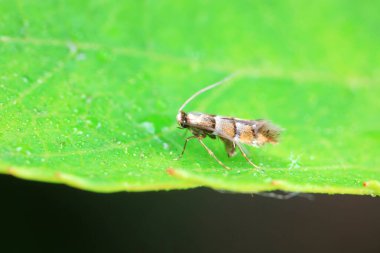 Lepidoptera böcekleri vahşi doğada, Kuzey Çin