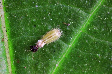Hispidae ailesi Kuzey Çin 'de bitkilerin üzerinde sürünüyor.