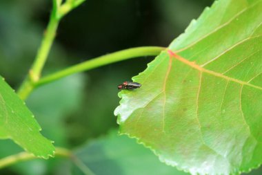 Kuzey Çin 'deki yabani bitkilerin üzerindeki yaprak böceği.
