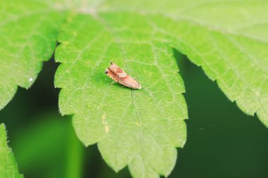 Lepidoptera böcekleri vahşi doğada, Kuzey Çin