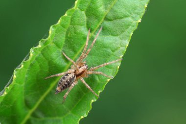 Vahşi doğadaki örümcekler, Kuzey Çin