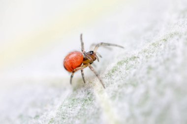Vahşi doğadaki örümcekler, Kuzey Çin