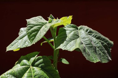 Yeşil bitkiler kırmızı duvarın önünde.