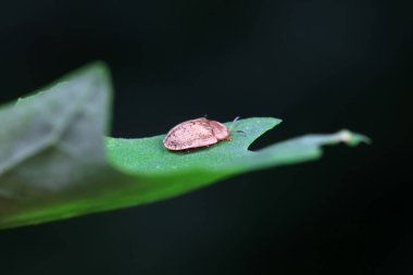 Hispidae ailesi Kuzey Çin 'de bitkilerin üzerinde sürünüyor.